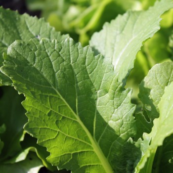 Wa Wa Gai Choi (Samen)