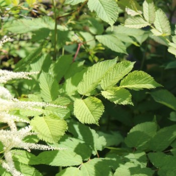 Wald-Geissbart (Samen)