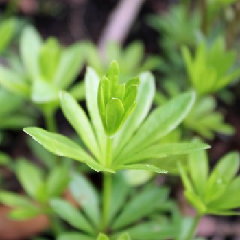Waldmeister (Samen)