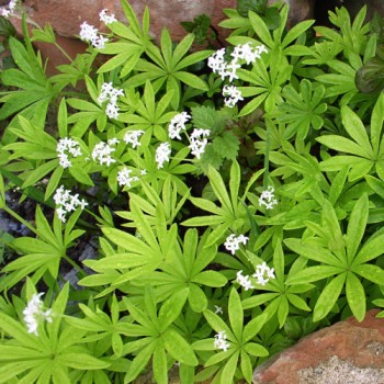 Waldmeister (Samen)