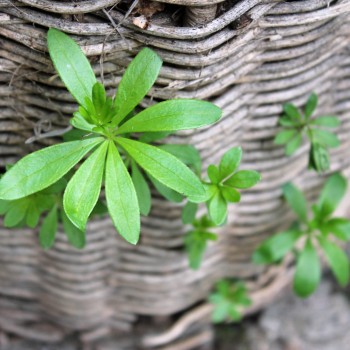 Waldmeister (Samen)