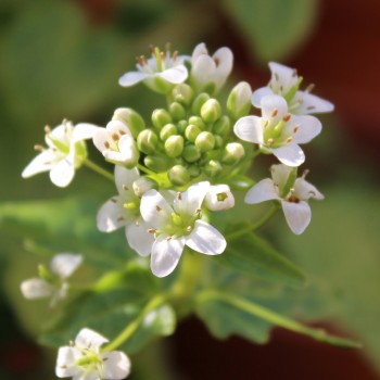 Wasabi (Pflanze)