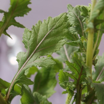 Wasabi-Rauke
