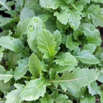 Wasabi-Rauke (Samen)