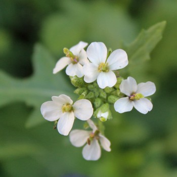 Wasabi-Rauke (Samen)