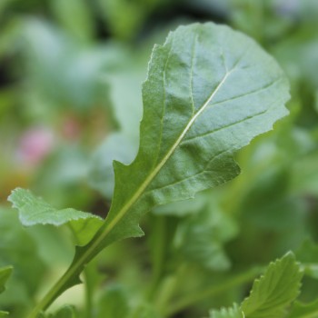 Wasabi-Rauke (Samen)