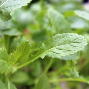 Wasabi-Rauke (Samen)