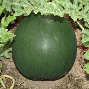 Wassermelone Blacktail Mountain (Samen)
