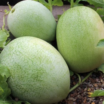 Wassermelone Ali Baba (Samen)