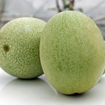 Wassermelone Ali Baba (Samen)