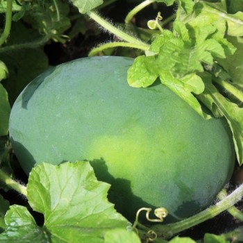 Wassermelone Art Combe's Ancient (Samen)