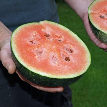 Wassermelone Blacktail Mountain (Samen)