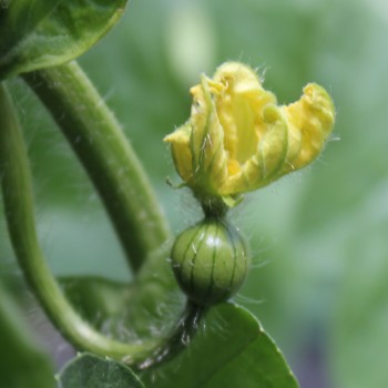 Wassermelone Cream of Sasketchewan (Samen)