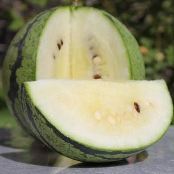 Wassermelone Cream of Sasketchewan (Samen)