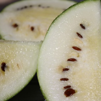 Wassermelone Cream of Sasketchewan (Samen)