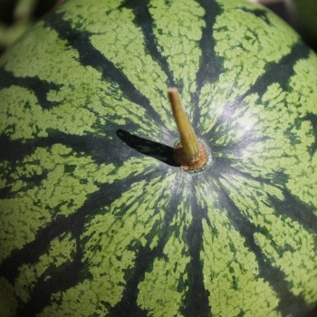 Wassermelone Cream of Sasketchewan (Samen)