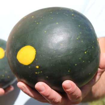 Wassermelone Moon and Stars (Samen)