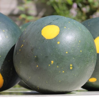 Wassermelone Moon and Stars (Samen)