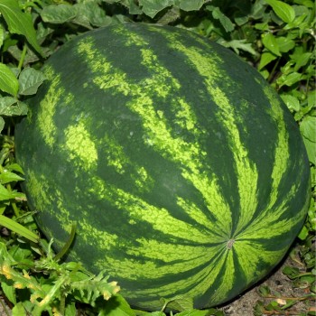 Wassermelone Mountain Sweet Yellow (Samen)