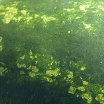 Wassermelone Mountain Sweet Yellow (Samen)
