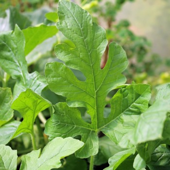 Wassermelone Petit Yellow (Samen)