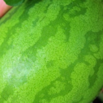 Wassermelone Strawberry (Samen)