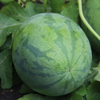 Wassermelone Strawberry (Samen)