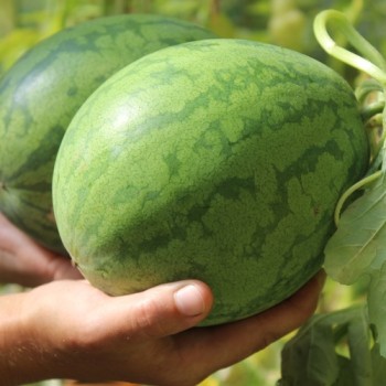 Wassermelone Strawberry (Samen)