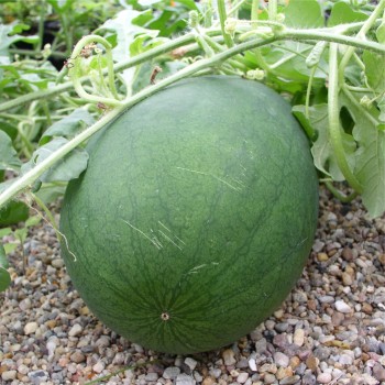 Wassermelone Sweet Siberian (Samen)