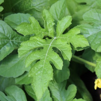 Wassermelone Sweet Siberian (Samen)