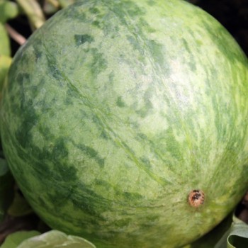 Wassermelone Wilson's Sweet (Samen)