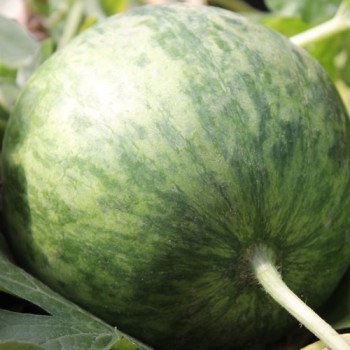 Wassermelone Wilson's Sweet (Samen)