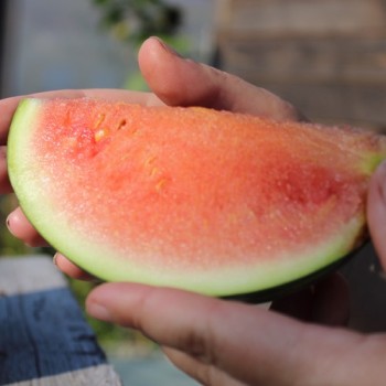 Wassermelone Wilson's Sweet (Samen)