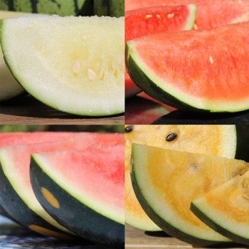 Wassermelonenmix (Samen)