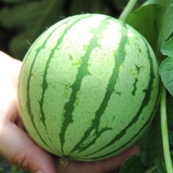 Wassermelone Cream of Sasketchewan (Samen)
