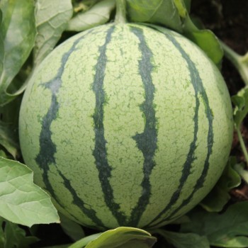 Wassermelone Cream of Sasketchewan (Samen)