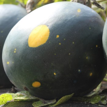 Wassermelone Moon and Stars (Samen)
