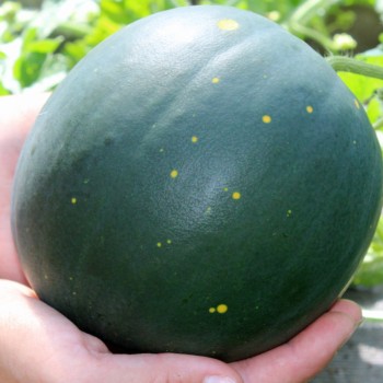 Wassermelone Moon and Stars (Samen)