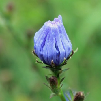 Wegwarte (Samen)