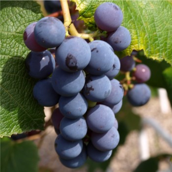 Erdbeerwein Concord (Pflanze)