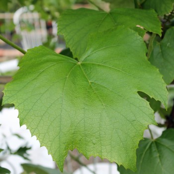 Erdbeerwein Concord (Pflanze)