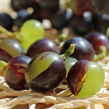 Wein Tressot Panaché (Pflanze)