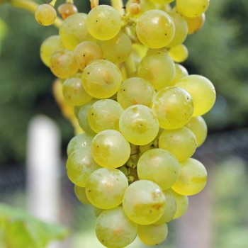 Wein Vroege van der Laan (Pflanze)