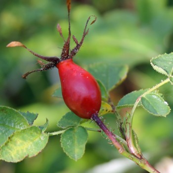 Weinrose (Pflanze)