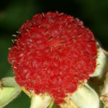 Weiße Zimthimbeere