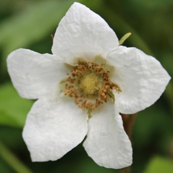 Weiße Zimthimbeere (Pflanze)