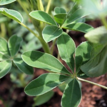 Weiße Süßlupine (Samen)