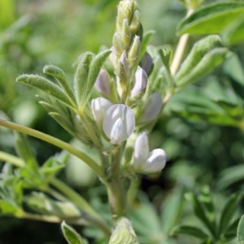 Weiße Süßlupine (Samen)