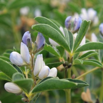 Weiße Süßlupine (Samen)
