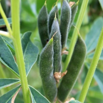 Weiße Süßlupine (Samen)